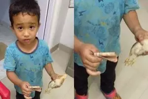 Bocah ini tabrak ayam dan ayamnya dibawa ke RS pakai uang tabungannya