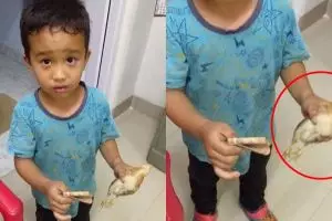 Ini nasib ayam yang dibawa bocah ke rumah sakit karena ditabrak