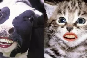 10 Foto editan hewan punya gigi mirip manusia, bikin geli