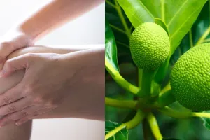 10 Manfaat sukun untuk kesehatan, ampuh mengatasi asam urat