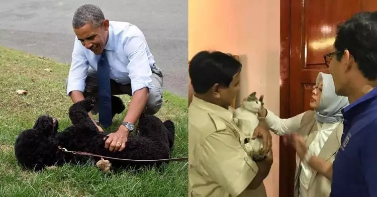 5 Hewan peliharaan politisi, dari kucing sampai sapi