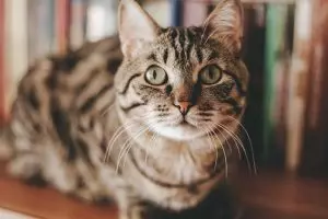 Ini alasan ilmiah untuk pelihara kucing di dalam rumah