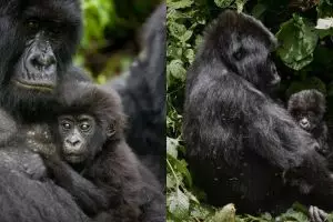 Pose gorila saat foto bareng pengasuhnya ini curi perhatian