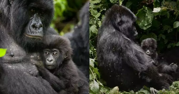 Pose gorila saat foto bareng pengasuhnya ini curi perhatian