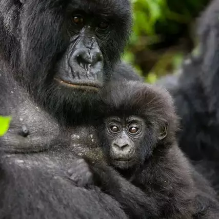 Pose gorila saat foto bareng pengasuhnya ini curi perhatian