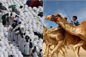 Kemenkes larang jemaah haji selfie dengan unta, ini alasannya