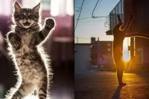 15 Aksi kucing 'ngedance' ini bikin gemas