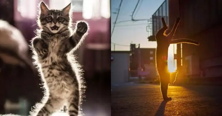 15 Aksi kucing 'ngedance' ini bikin gemas