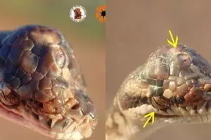 Fakta-fakta ular bermata tiga ini kagetkan para ilmuwan