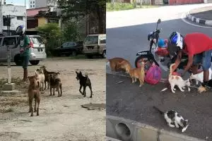 Juru parkir ini habiskan gajinya beri makan anjing & kucing liar