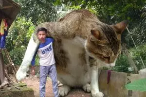 Editan foto jika kucing jadi raksasa ini kocak banget