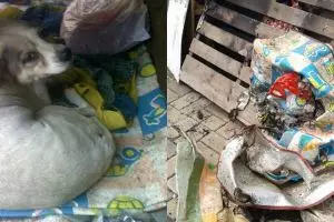 Viral seekor anjing dibakar hidup-hidup, bikin miris