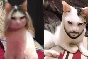 12 Potret kucing pakai Snapchat swap gender, bikin tepuk jidat