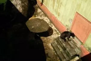 Viral beruang madu di Singkawang, kondisi tubuhnya jadi sorotan