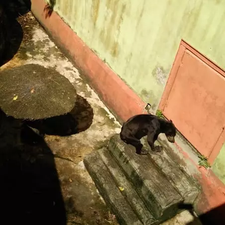 Viral beruang madu di Singkawang, kondisi tubuhnya jadi sorotan