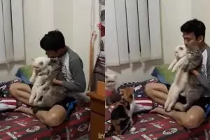 Pria ini jadi penghulu di pernikahan kucingnya, mas kawinnya kocak