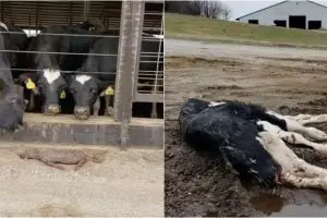 10 Perlakuan brutal terhadap hewan ternak ini bikin ngelus dada