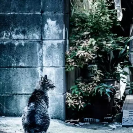 Saking uniknya, cara temukan kucing hilang ala Jepang ini viral!