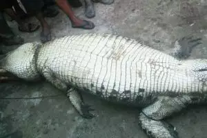 Sempat hilang misterius, tubuh petani ditemukan di perut buaya