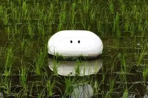 Bisa ditiru, robot DIY imut ini bisa bikin sawah bebas dari gulma