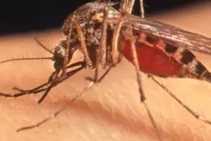 Nyamuk nggak menggigit sembarang orang, begini penjelasannya