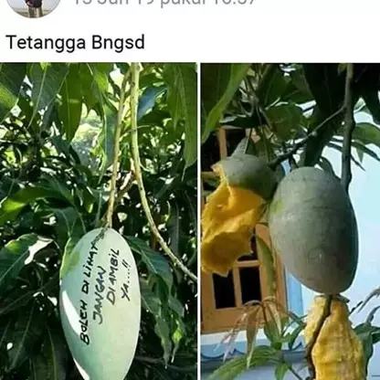 8 Cara lucu buah agar nggak dicuri ini bikin tepuk jidat