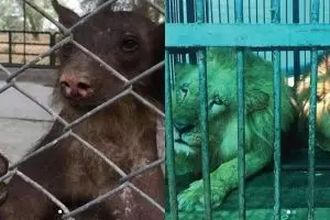 10 Potret hewan sirkus sebelum dan sesudah dilepas ke habitat asli