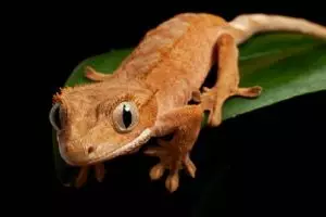 Hari pertama kerja, dokter ini kaget lihat tokek di telinga pasien