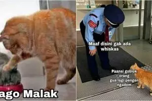 10 Meme lucu Kocheng Oren, kucing bar-bar viral yang bikin ngakak