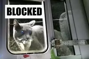 Jenius, pria ini bikin AI agar kucingnya tak bawa bangkai ke rumah