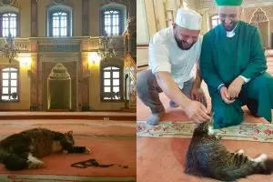 Di masjid ini kucing dibiarkan tinggal berdampingan dengan jamaah