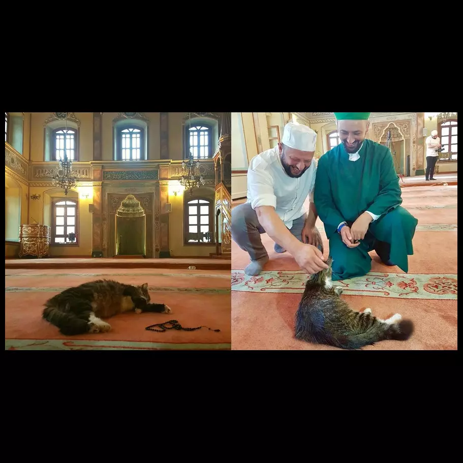 Di masjid ini kucing dibiarkan tinggal berdampingan dengan jamaah