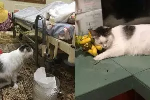 Kisah kucing 'Messi' temani tuannya meninggal ini bikin ikutan sedih