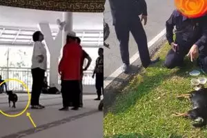 Sempat viral, anjing yang dibawa masuk masjid diduga mati tertabrak