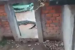 Tragis, bocah 2 tahun ini dimakan buaya peliharaan ayahnya