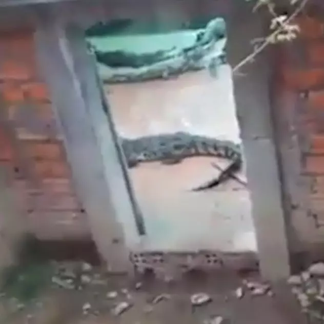 Tragis, bocah 2 tahun ini dimakan buaya peliharaan ayahnya