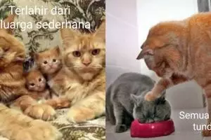 15 Potret cerita kehidupan Kocheng Oren ini bikin ngakak