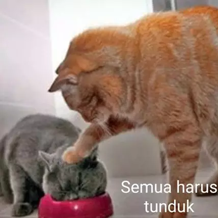 15 Potret cerita kehidupan Kocheng Oren ini bikin ngakak