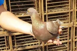 Pria ini beli burung merpati Rp 1 M, apa keistimewaannya?