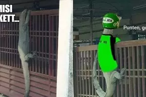 Viral foto biawak manjat pagar, 10 meme lucunya ini bikin ngakak