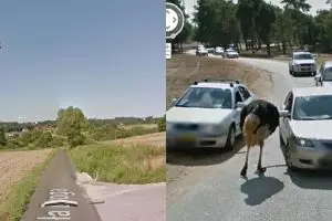 10 Momen hewan terekam Google Street View, bikin senyum tipis