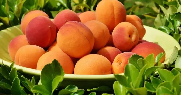 12 Manfaat aprikot untuk kesehatan, mirip dengan buah persik