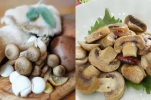 5 Manfaat konsumsi jamur untuk kesehatan, bisa cegah kanker