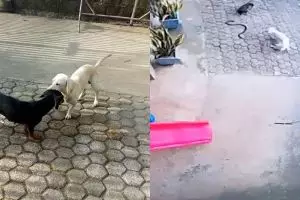 Kisah haru anjing mati saat lindungi majikan dari ular kobra