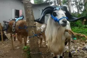 Mahasiswa UGM temukan cara cegah kambing stres pakai rumput laut