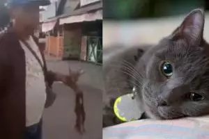 Aksi pria makan kucing hidup-hidup dikecam para pecinta hewan