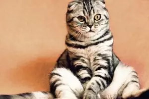 Terkuak motif pria yang makan kucing hidup-hidup