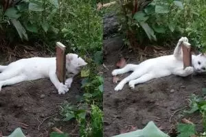 Potret kucing tak mau pergi dari makam adiknya ini bikin sedih