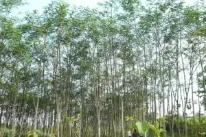 Dituduh penyebab listrik PLN padam, ini lho manfaat pohon sengon