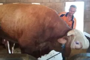 Jokowi borong sapi Boyolali beratnya di atas satu ton untuk kurban